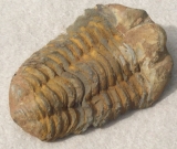 Trilobit - fosília